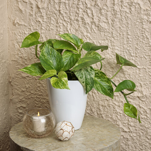 potted pothos