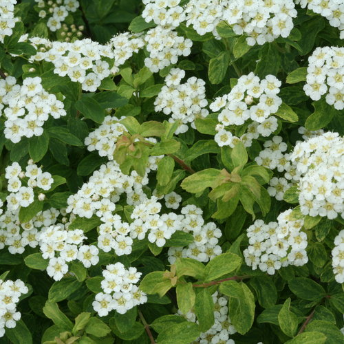 Golden Glitter™ - Spirea - Spiraea nipponica