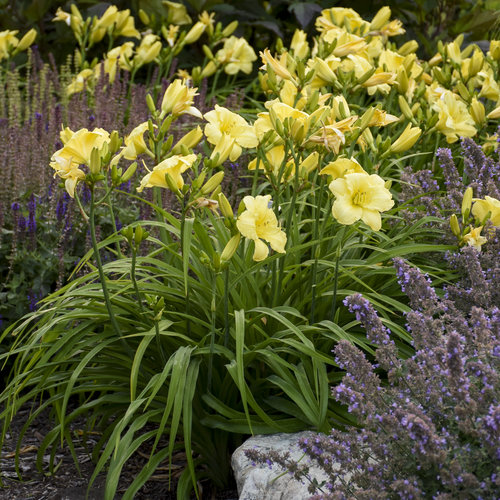 yellow daylilies