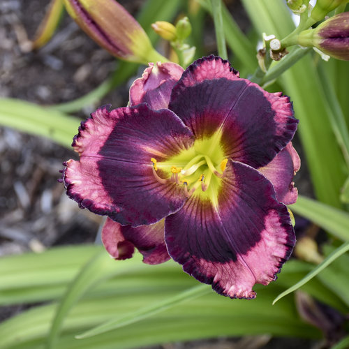 purple daylily