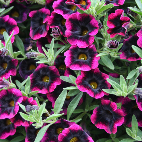 Superbells® Blackberry Punch - Calibrachoa hybrid