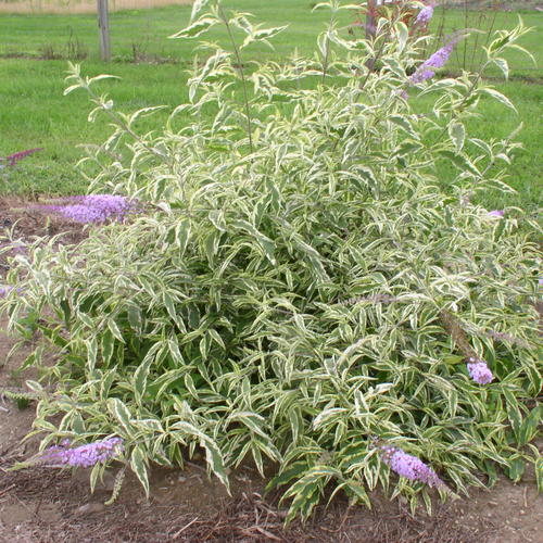 'Summer Skies' - Butterfly Bush - Buddleia