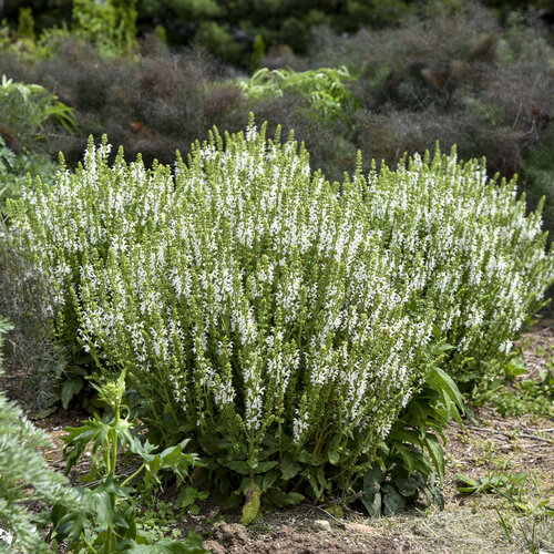 white salvia plant