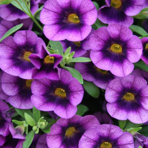 Superbells® Grape Punch - Calibrachoa hybrid