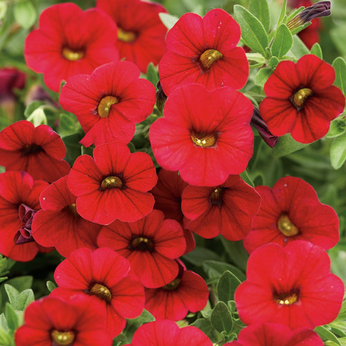 Superbells® Red - Calibrachoa hybrid