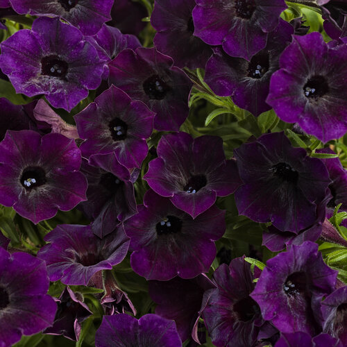dark purple petunia
