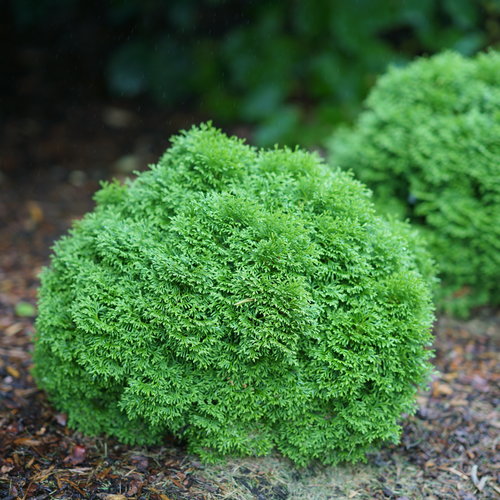 dwarf evergreen shrub