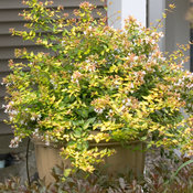 AbeliaBronzeAnniversary3887.jpg