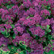 AgeratumArtPurple.jpg