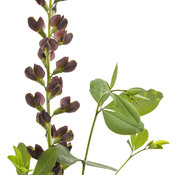 baptisia-dutch-chocolate-01.jpg