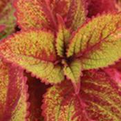 coleusroyalglissade.jpg