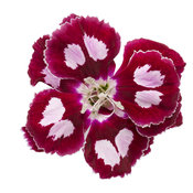 dianthus-apple-slice-02.jpg