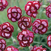 dianthus_apple_slice.jpg