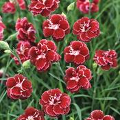dianthus_black_cherry_wild.jpg