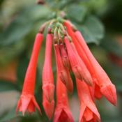 fuchsia-tassel-dark-salmon-5790_9.jpg