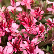 gaura_karalee_petite_pink.jpg