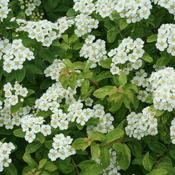 golden_glitter_spiraea_img_1870.jpg