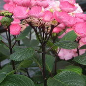 HydmacAbracadabraStarBloom.jpg