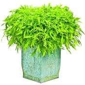 ipomoeaemeraldlace2.jpg