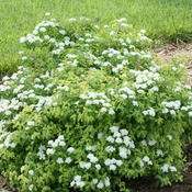spiraea_golden_glitter_img_1984.jpg