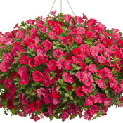 supertunia-watermelon-charm-basket.jpg