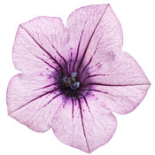 supertunia_orchid_charm_02.jpg