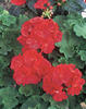 Daredevil® Claret - Zonal Geranium - Pelargonium zonale