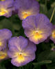 Starry Night - Viola cornuta