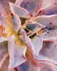 Afterglow™ - Echeveria hybrid
