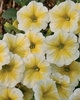 Supertunia® Citrus - Petunia hybrid