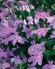 Laguna™ Heavenly Lilac - Lobelia erinus