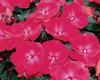 Infinity® Cherry Red - New Guinea Impatiens - Impatiens hawkeri