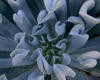 Topsy Turvy - Echeveria runyonii