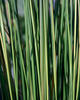 Variegated Rush - Juncus effusus variegatus