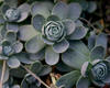 Hardy Duncecap - Orostachys boehmeri
