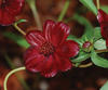 Choca Mocha - Chocolate Cosmos - Cosmos atrosanguineus