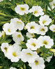 Superbells® White - Calibrachoa hybrid