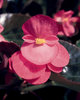 Big™ Rose with Bronze Leaf - Begonia benariensis