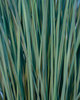 Graceful Grasses® Blue Mohawk® - Soft Rush - Juncus inflexus