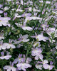 Lucia® Lavender Blush - Lobelia hybrid