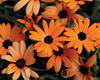 Mimosa Sunset - Osteospermum hybrid
