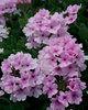 Superbena® Pink Parfait - Verbena hybrid