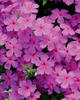 Intensia® Orchid Blast - Phlox hybrid