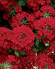 Superbena® Royale Red - Verbena hybrid
