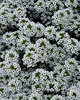 Snow Princess® - Alyssum - Lobularia hybrid