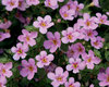Snowstorm® Pink - Bacopa - Sutera cordata