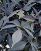 Illusion® Midnight Lace - Sweet Potato Vine - Ipomoea batatas