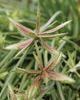 Mini Papyrus - Cyperus rupestris