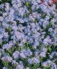 Wake Up Blue - Forget-Me-Not - Myosotis