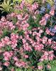 Wake Up Pink - Forget-Me-Not - Myosotis